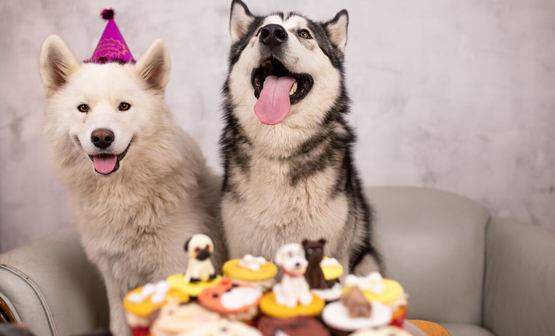 ¿Cuánto se gasta en una mascota al mes? (Foto: DeDinero)