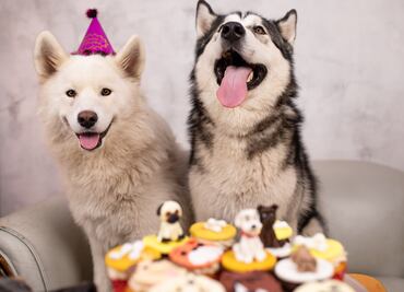 Cómo consentir a tu mascota sin afectar tu bolsillo, datos de la Condusef