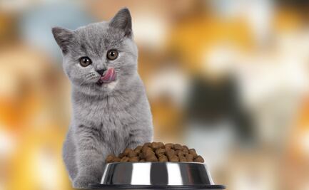 ¡Cuida a tu felino! Estas son las mejores croquetas para gatos según Profeco