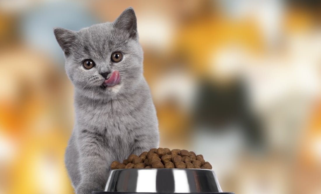 Conoce cuales son las mejores croquetas para felinos. (Foto: DeDinero)