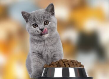 ¡Cuida a tu felino! Estas son las mejores croquetas para gatos según Profeco