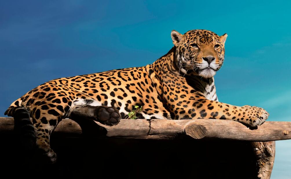 Descubre las especies de animales que hay en Zoológico del Chapultepec. (Foto: DeDinero)
