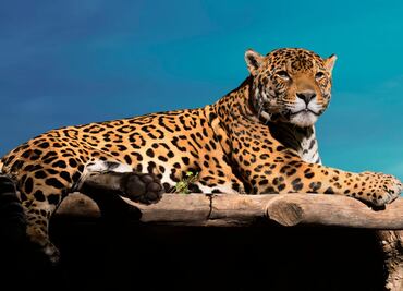 Monedas conmemorativas del Zoológico de Chapultepec ¿Cómo conseguirlas y cuánto cuestan?