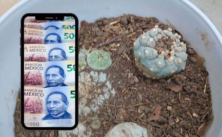 Multas por tener cactus mexicano en casa: Hasta 3 millones de pesos, Profepa ya encontró varios