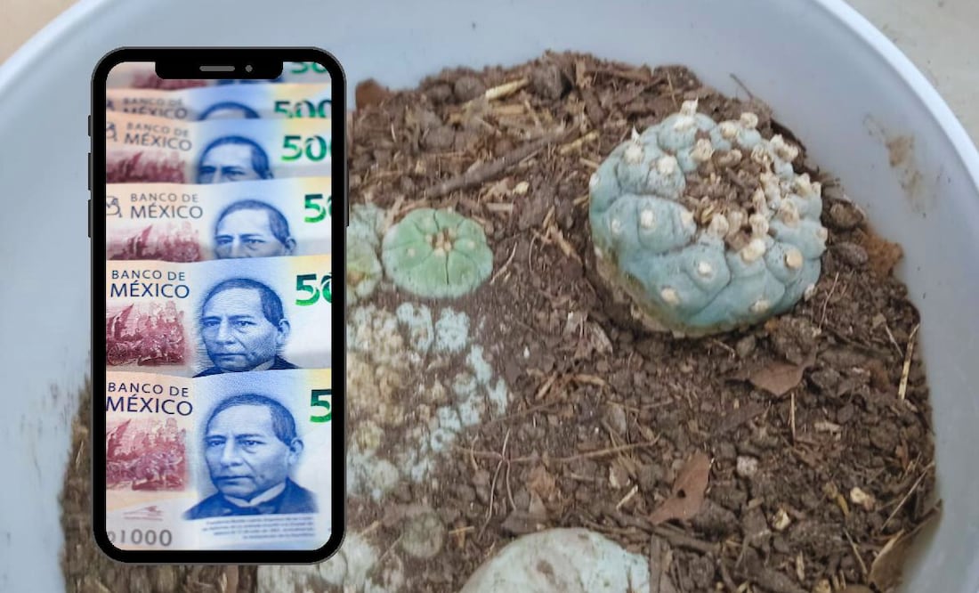 ¿Qué pasa si tengo cactus dentro de mi casa? (Foto: @PROFEPA_Mx)