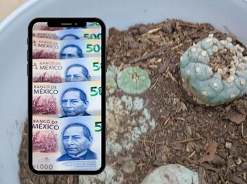 Multas por tener cactus mexicano en casa: Hasta 3 millones de pesos, Profepa ya encontró varios