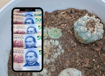 Multas por tener cactus mexicano en casa: Hasta 3 millones de pesos, Profepa ya encontró varios