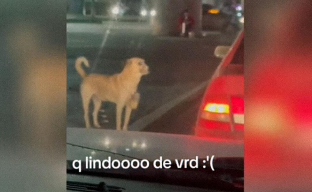 El lomito fue captado de noche con una lata colgada del cuello. (Foto: Captura)