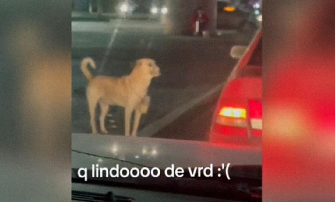 El lomito fue captado de noche con una lata colgada del cuello. (Foto: Captura)