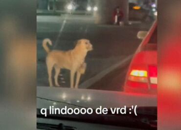 Perrito que pide dinero en las calles enternece a TikTok