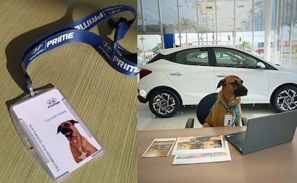 Perro callejero ahora vende autos y es todo un éxito, impactante historia real de marketing de mascotas