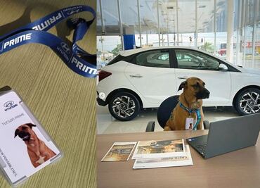 Perro callejero ahora vende autos y es todo un éxito, impactante historia real de marketing de mascotas