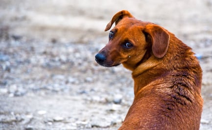 Qué pasa si le doy de comer a un perro de la calle: Cuídalos y evita multas al mismo tiempo