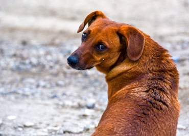 Qué pasa si le doy de comer a un perro de la calle: Cuídalos y evita multas al mismo tiempo