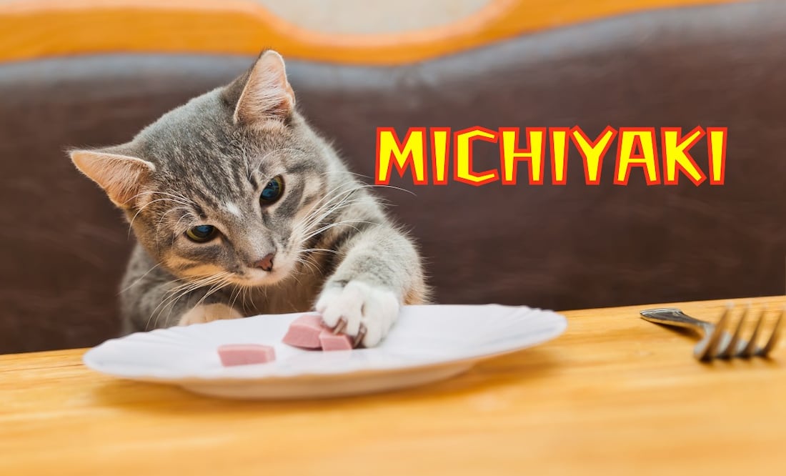 ¿Qué le puedo dar de comer a mi gato en casa? (Foto: DeDinero)