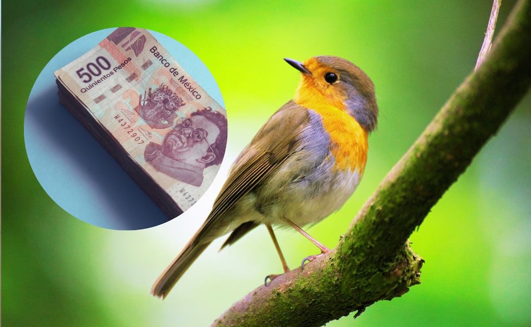 ¿Qué aves son ilegales en México? (Foto: DeDinero)