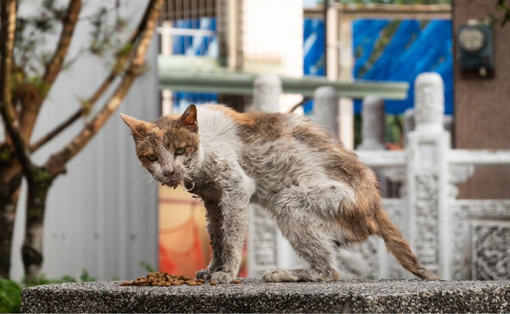 ¿Te pueden multar por alimentar un gato callejero? (Foto: DeDinero)