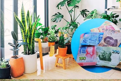 Multas por tener esta planta mexicana en casa; sanciones van de los 5 mil a los 5 millones de pesos