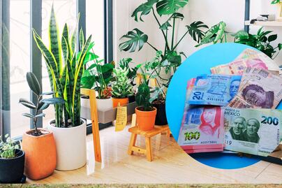 Multas por tener esta planta mexicana en casa; sanciones van de los 5 mil a los 5 millones de pesos