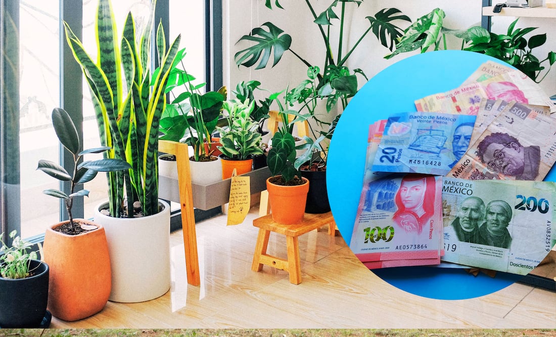 ¿Es delito tener una planta pata de elefante? (Foto: DeDinero)