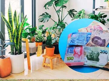 Multas por tener esta planta mexicana en casa; sanciones van de los 5 mil a los 5 millones de pesos
