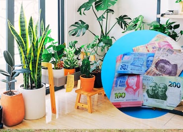 Multas por tener esta planta mexicana en casa; sanciones van de los 5 mil a los 5 millones de pesos