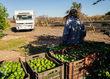 Profeco revela dónde el limón cuesta menos de 25 pesos, y dónde llega hasta $54