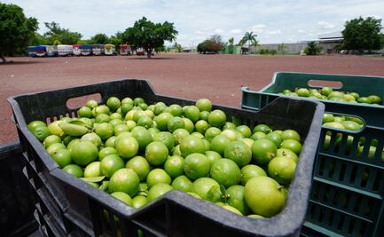 Qué pasará con el precio del limón en México tras las denuncias en Michoacán