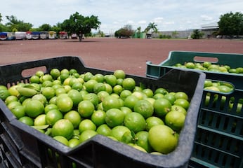 Qué pasará con el precio del limón en México tras las denuncias en Michoacán
