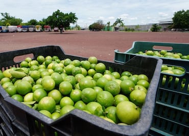 Qué pasará con el precio del limón en México tras las denuncias en Michoacán