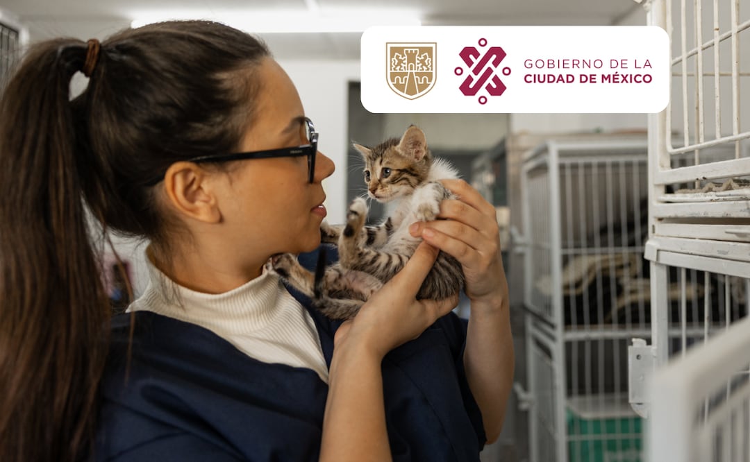 ¿Qué se requiere para adoptar un gato en CDMX? (Foto: DeDinero)