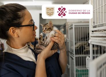 Adopta un gato en CDMX: Cómo funciona el nuevo albergue Michigan