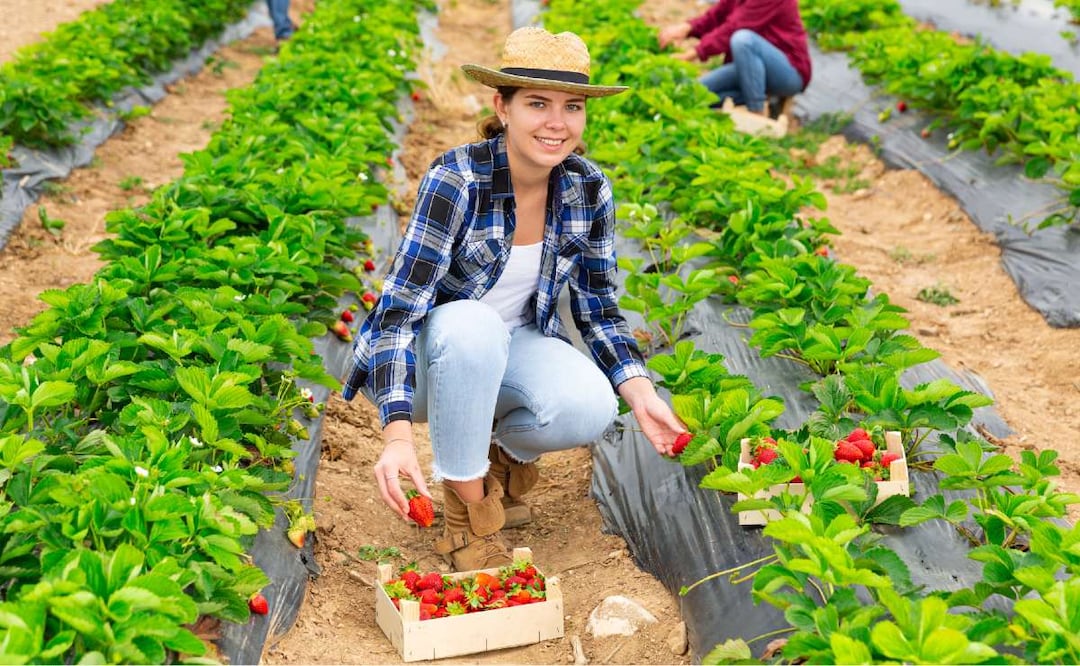 Trabaja en Estados Unidos como recolector de vegetales (Foto: DeDinero)