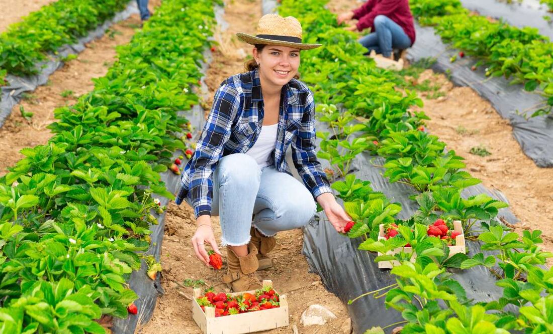 Trabaja en Estados Unidos como recolector de vegetales (Foto: DeDinero)