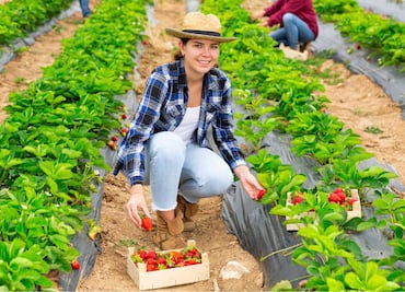 Vacantes Estados Unidos 2025: Empresa ofrece 11 mil pesos a la semana por cosechar verduras