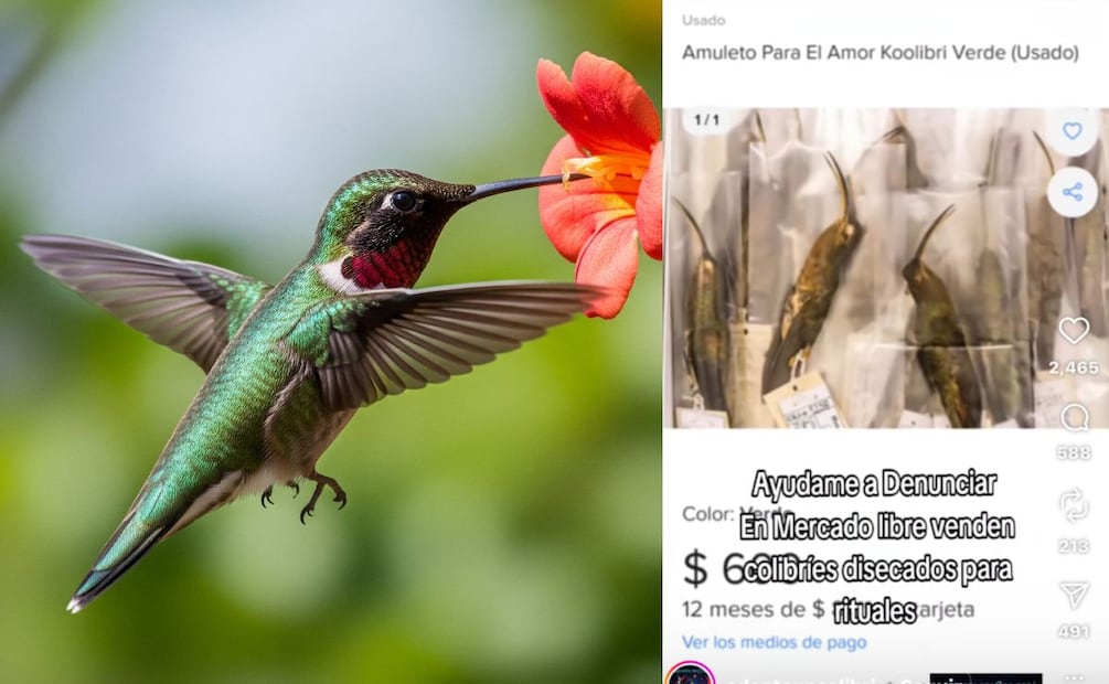 ¿De cuánto es la multa por vender un colibrí? (Foto: Creada con IA)