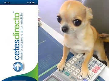 Tutorial rápido para invertir en Cetes y duplicar tus ganancias, gana 20 pesos por cada 100