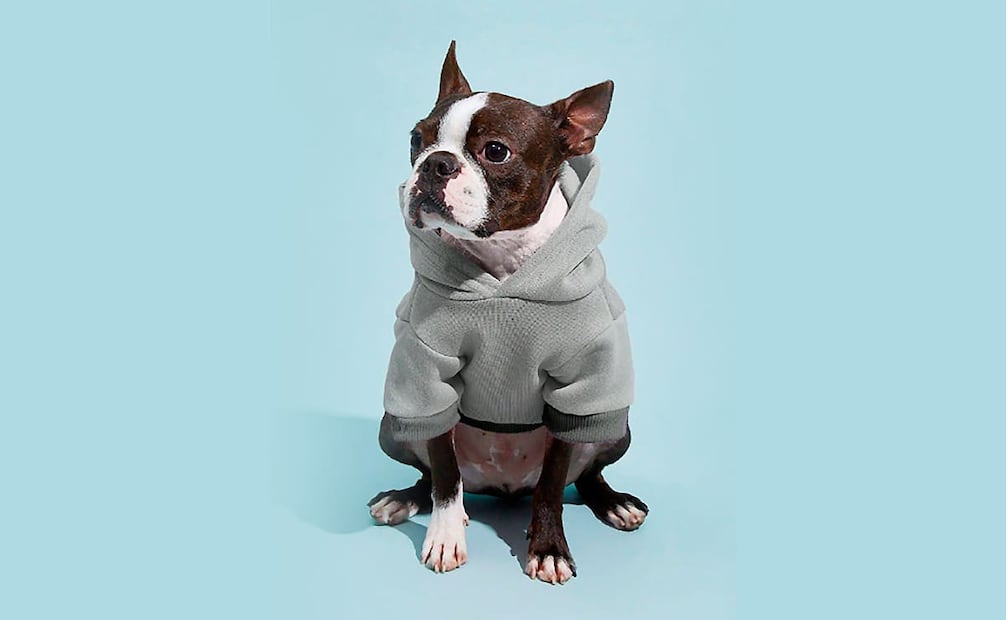 Tus mascotas también saldrán ganadoras en el HOT SALE 2025. Foto: SHEIN