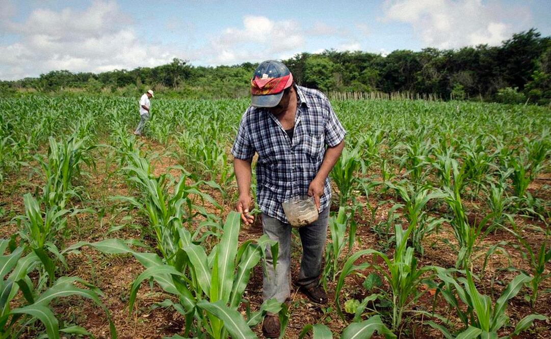 El gobierno federal busca aprovechar la capacidad agrícola del país. (Foto: DeDinero)