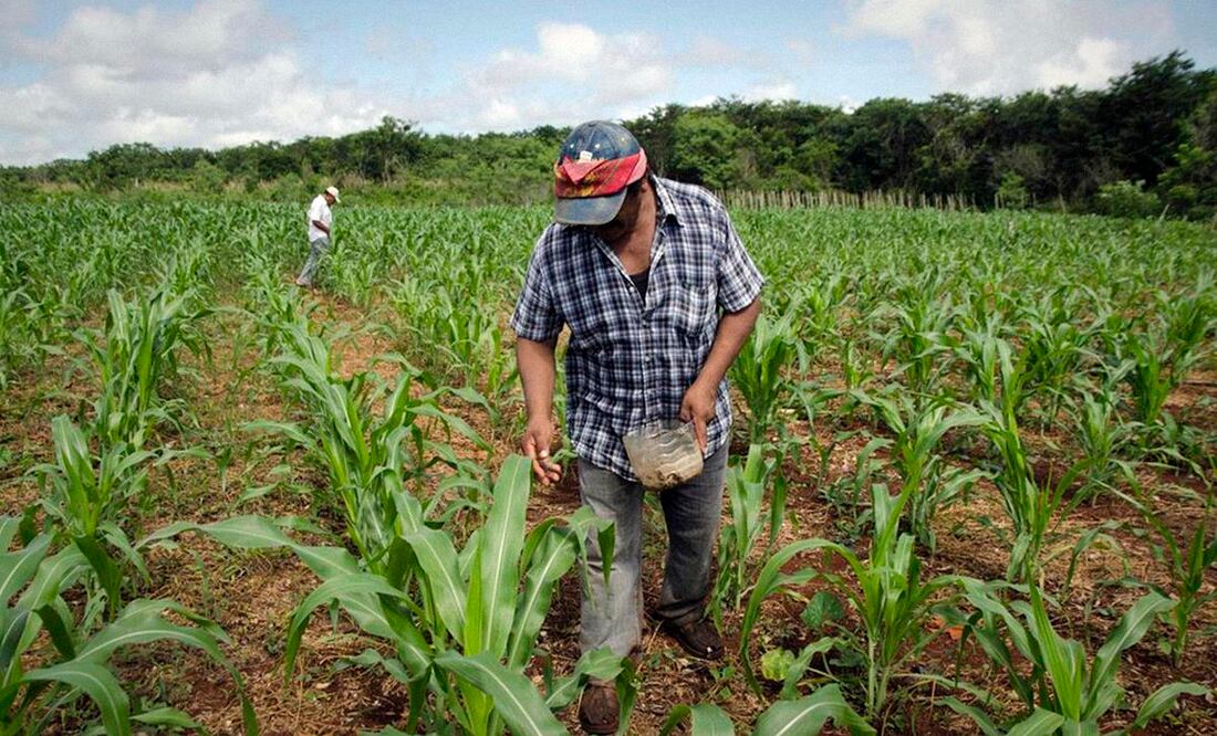 El gobierno federal busca aprovechar la capacidad agrícola del país. (Foto: DeDinero)