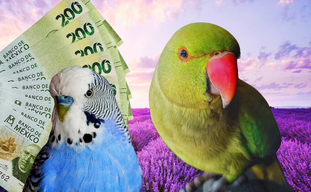 ¿Cuánto es la multa por tener un loro? (Foto: DeDinero)