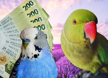 Multas por comprar o tener pericos y loros en México; PROFEPA refuerza y qué pasa con australianos