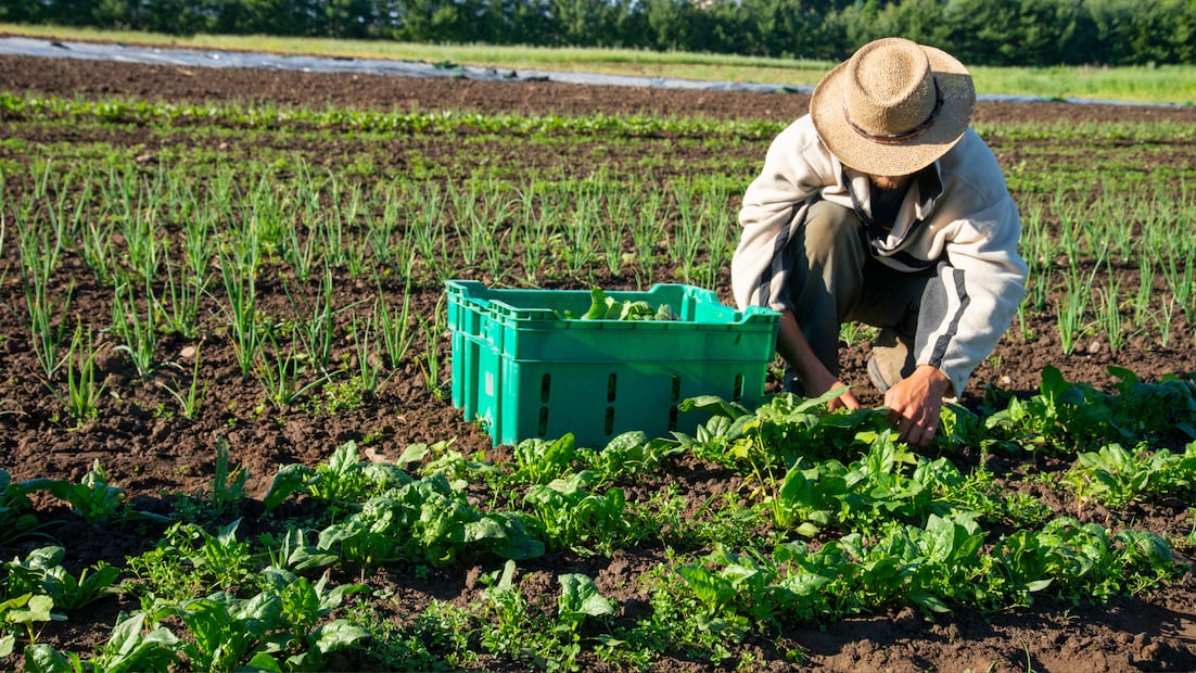 Trabaja en el campo de Estados Unidos en Presque Isle Maine (Foto: Canva)