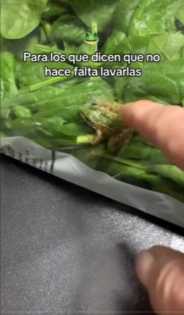 Rana en ensalada. (Foto: Redes sociales)