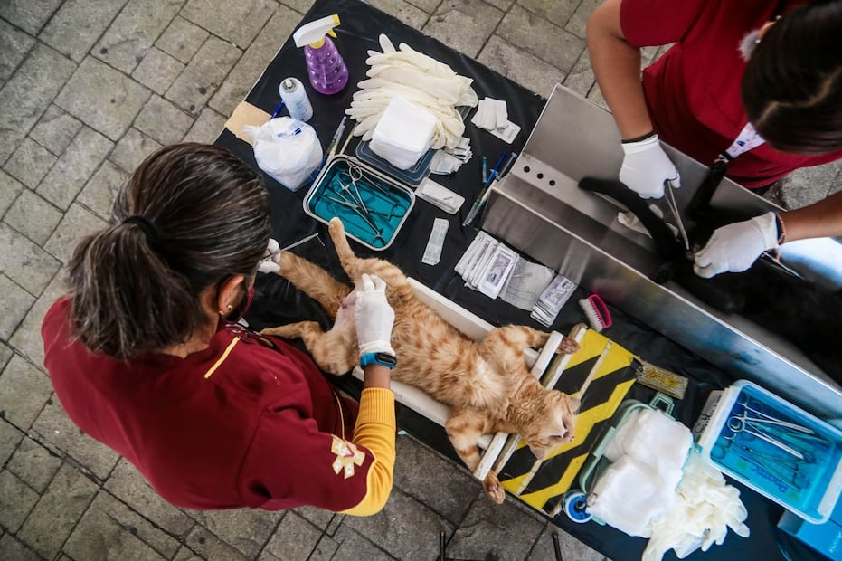 La jornada de esterilización gratuita en el Parque Ecológico de la CDMX busca cuidar la salud de los lomitos y michis (Foto: Cuartoscuro)