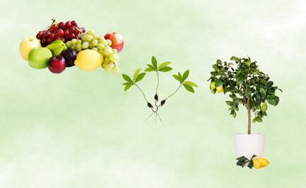 Cómo ahorrar dinero en casa con un huerto, guía para empezar a germinar semillas