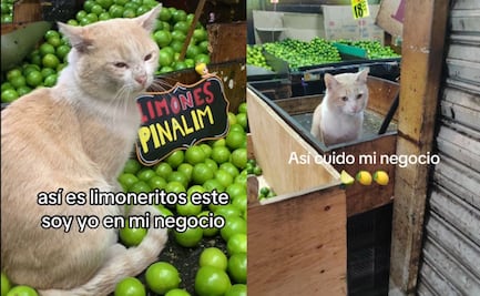 Conoce a Limón, el gato jefe en la Central de Abasto