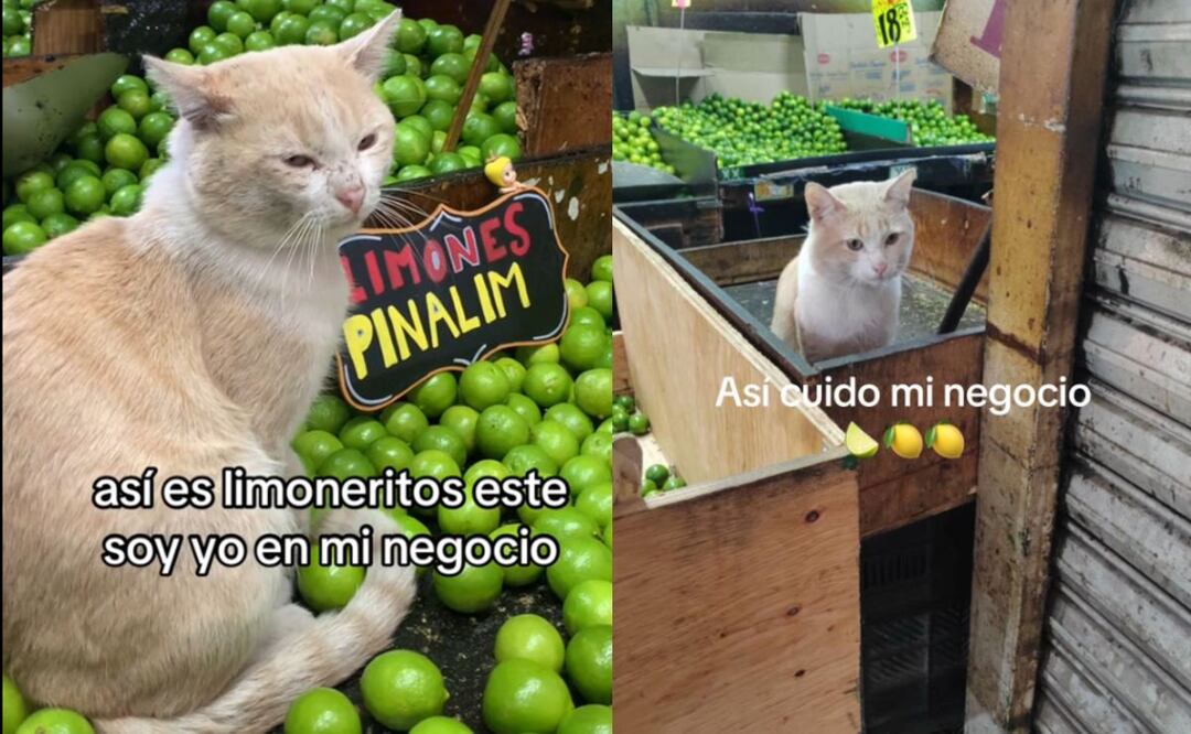 Limón, el gato viral de Tiktok. (Foto: Captura de pantalla)