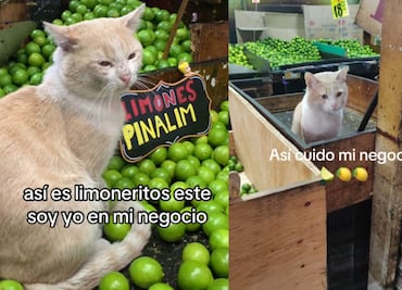 Conoce a Limón, el gato jefe en la Central de Abasto