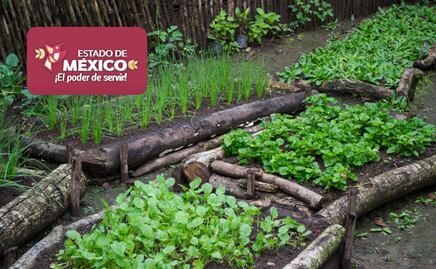 Insumos y equipo para huertos familiares en Edomex: Participa en el programa de bienestar comunitario